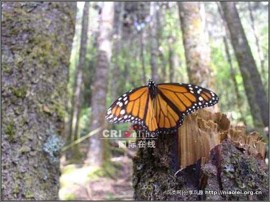 生命奇观：墨西哥“蝴蝶谷”的美洲帝王蝶