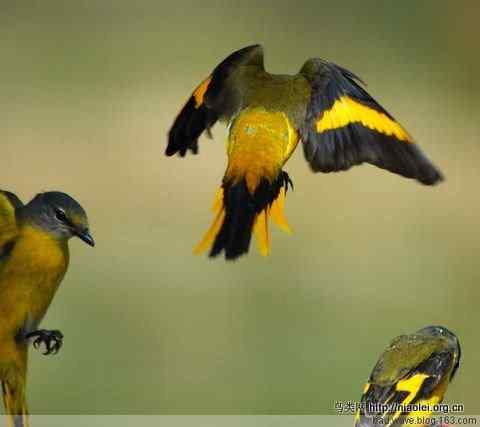 五彩缤纷的山椒鸟