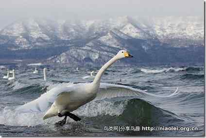 08野外生态摄影大赛 冰面上起飞的大天鹅