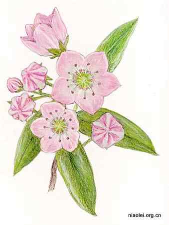 美国50州的州徽、州花、州树、州鸟(上)