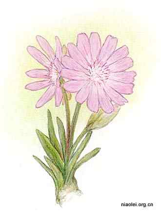 美国50州的州徽、州花、州树、州鸟(下)