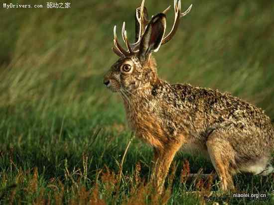 ubuntu各大发行版的动物代号