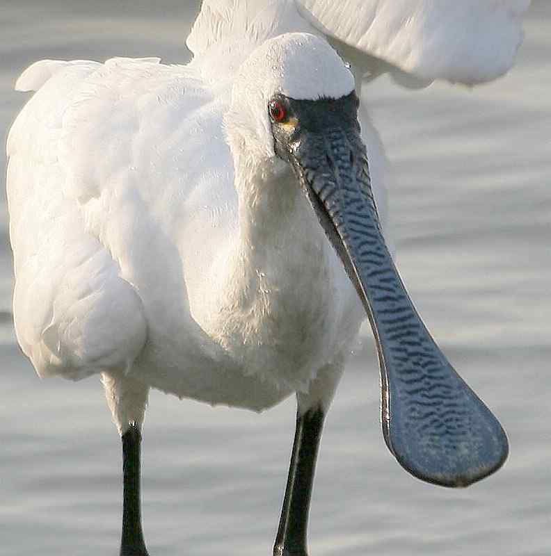 黑脸琵鹭摄影图片