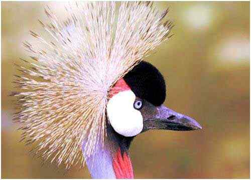 乌干达的仙禽皇冠鹤