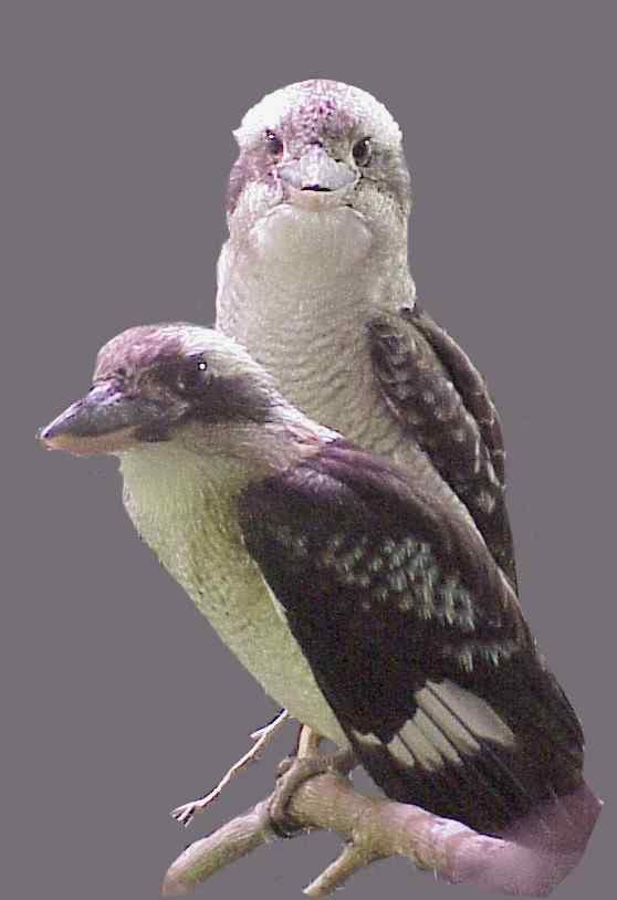 笑翠鸟：世界上最大的翠鸟