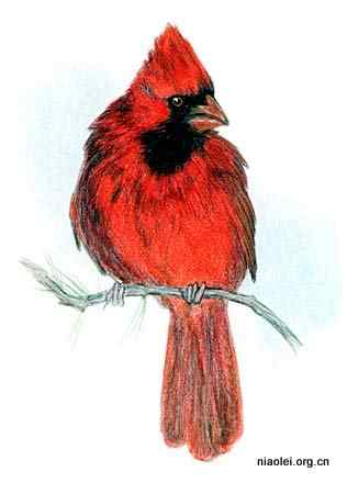 美国50州的州徽、州花、州树、州鸟(下)