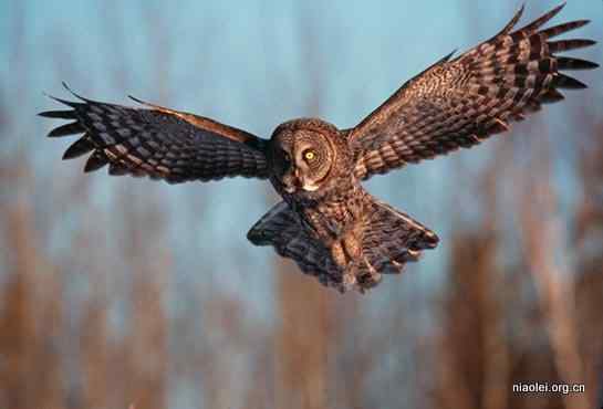 [组图]乌林鸮 Great Grey Owl 大灰猫头鹰
