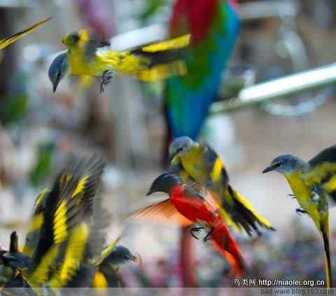 五彩缤纷的山椒鸟