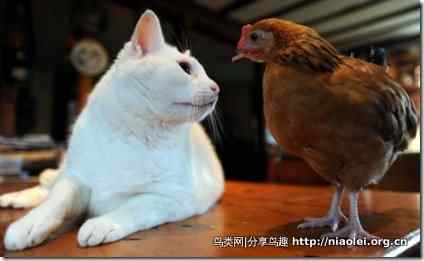 农场里公猫与小鸡相伴成友