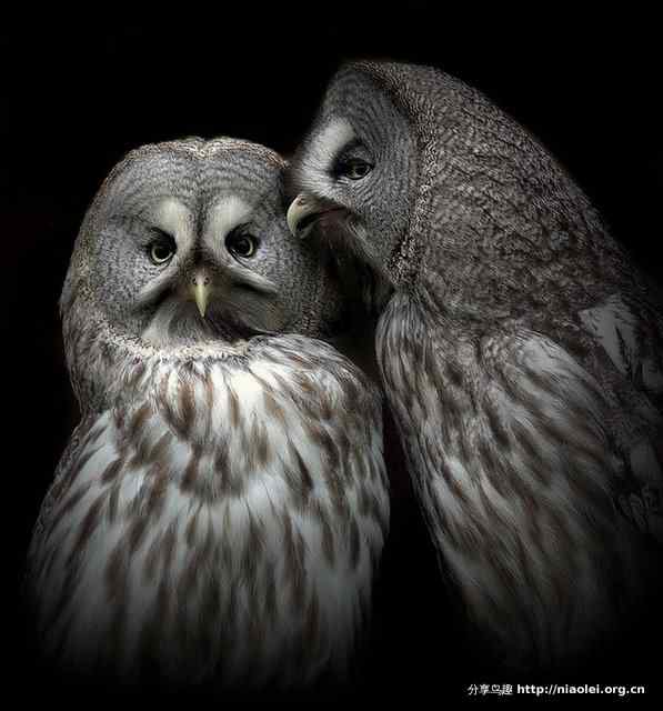 猫头鹰说悄悄话 带上美女