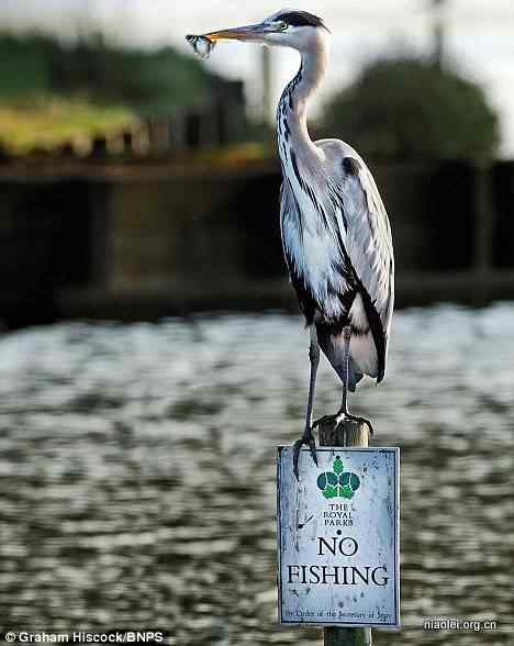 皇家公园 禁止渔猎