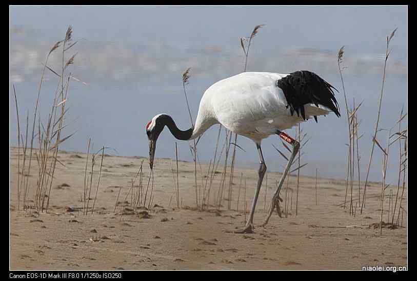 东亚各国用不同颜色环志鹤类
