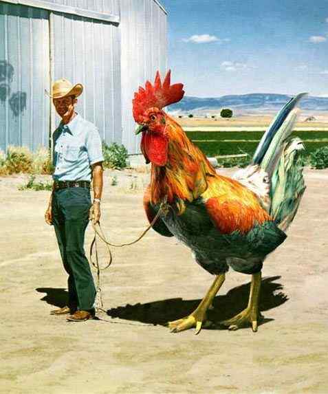 宠物鸡患上癌症 主人全力救治