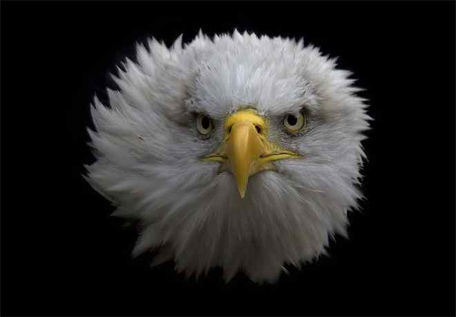 国鸟：澳洲黑天鹅和美国白头鹰(中英文对照阅读)