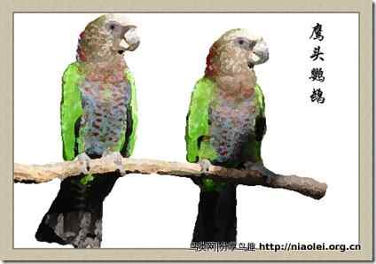 笼养鸟：鹦鹉类