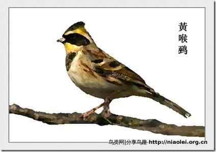 家庭笼养鸟类图鉴之雀科鸟