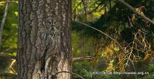 [组图]动物伪装术