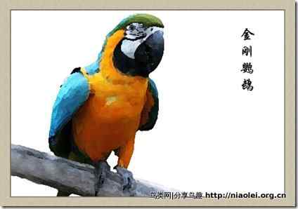笼养鸟：鹦鹉类