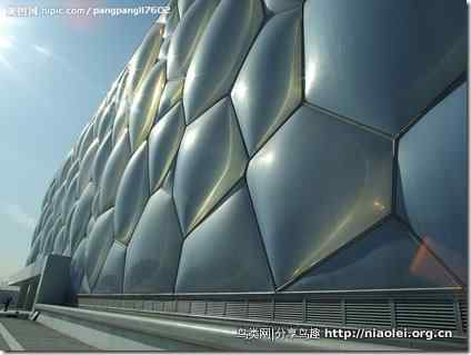 水立方不怕鸟啄