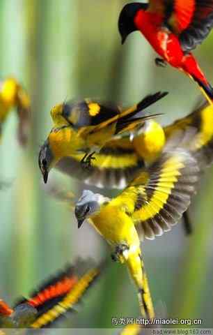 五彩缤纷的山椒鸟