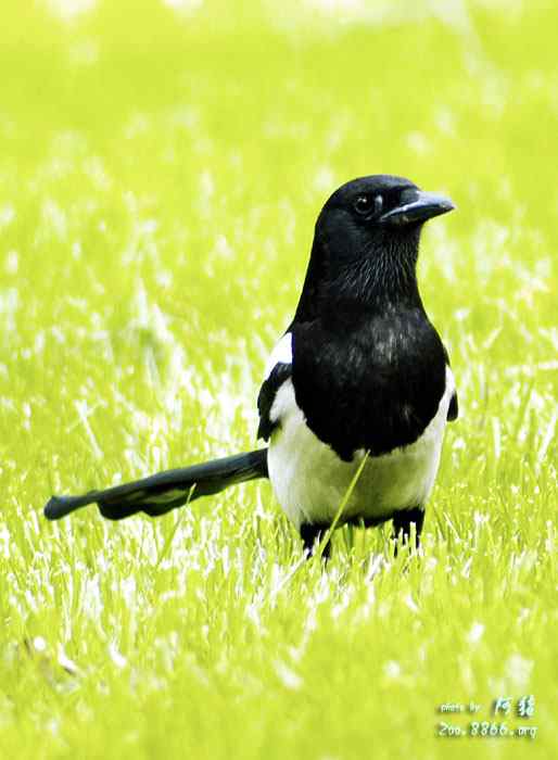 世界各国国鸟图片