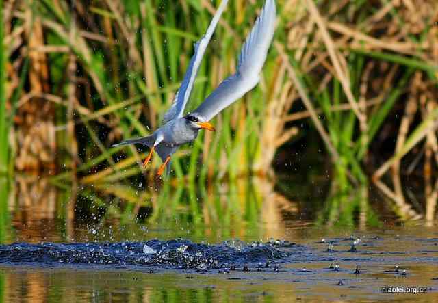 [摄影]掠过水面的黄嘴河燕鸥 River Tern