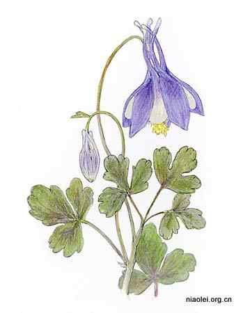 美国50州的州徽、州花、州树、州鸟(上)