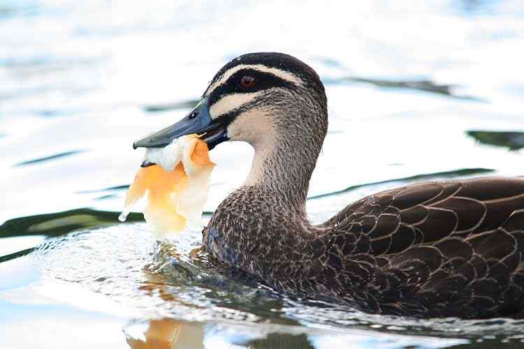 在澳洲拍鸟：澳大利亚的鸭子