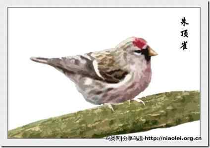 家庭笼养鸟类图鉴之雀科鸟