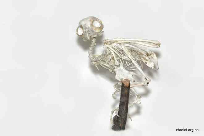 达尔文逮到什么吃什么