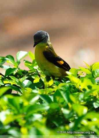 五彩缤纷的山椒鸟