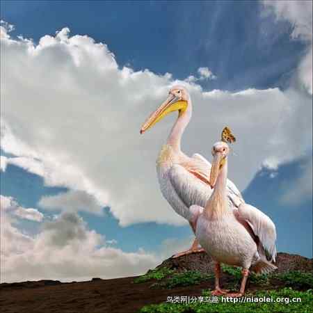 说文解字:鸟人、衰人、雷人