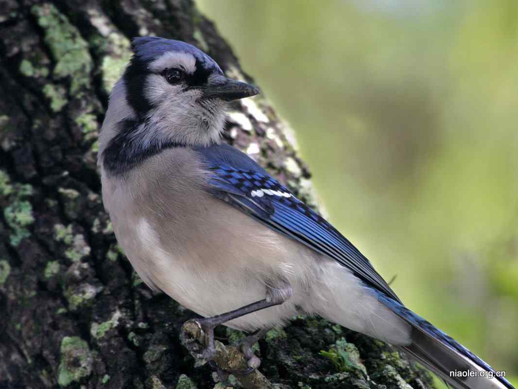 会植树的鸟——植树鸟、樫鸟