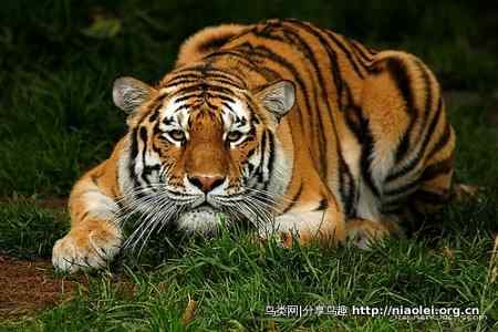 如何拍摄野生鸟类