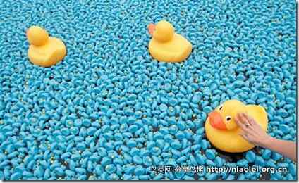 泰晤士河上25万只塑料鸭漂流赛