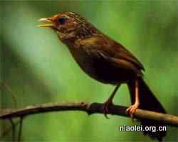 鸟类的领域 鸟类的领域