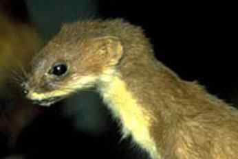 七大灭门杀手 七大灭门杀手