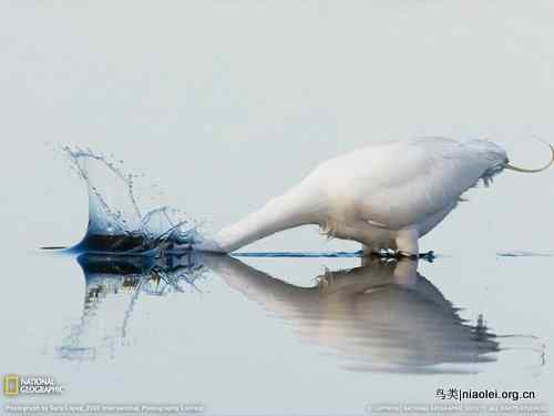 石化姿态的白鹭