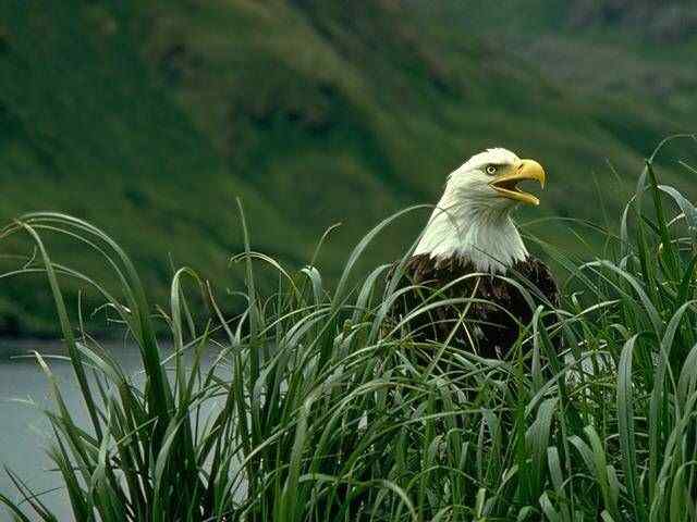 如何救治野鸟？