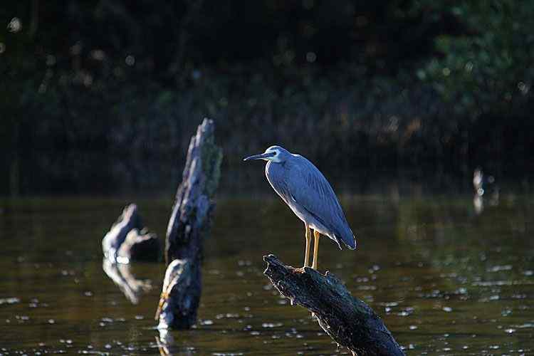 在澳洲拍鸟：白脸鹭