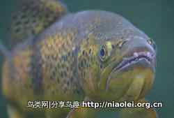 十大长途旅行动物