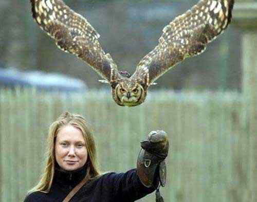 鸟类飞行姿态图集