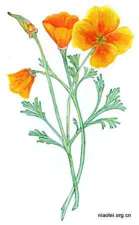 美国50州的州徽、州花、州树、州鸟(上)