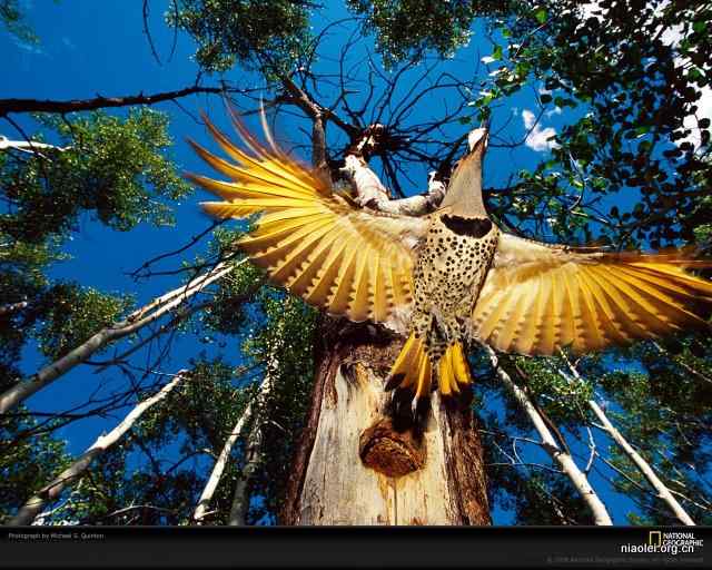 美国50州的州徽、州花、州树、州鸟(上)