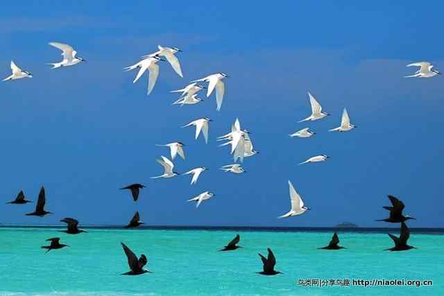 黑白相间 共享蓝天碧海