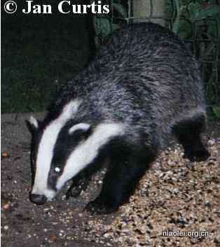 ubuntu各大发行版的动物代号