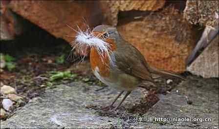 就地取材 英国知更鸟用白头发筑鸟窝