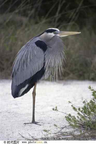 鸟为什么喜欢单腿站立?