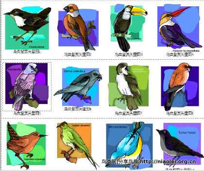 鸟类矢量图鉴素材