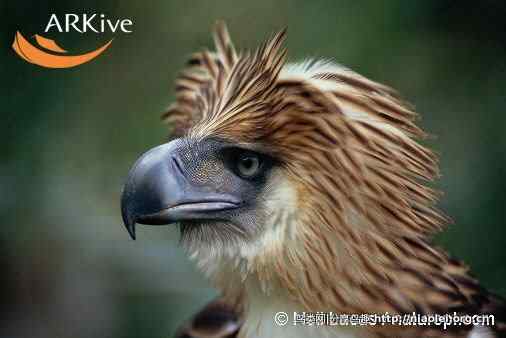 菲律宾男子吃国鸟菲律宾鹰　获刑12年